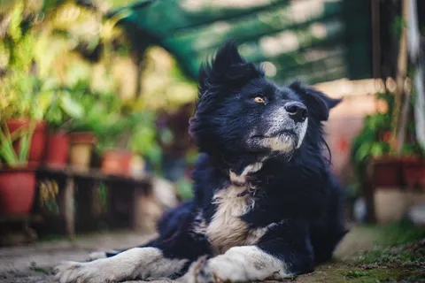 狗，宠物，动物，肖像，黑色，棕色，犬科，小狗