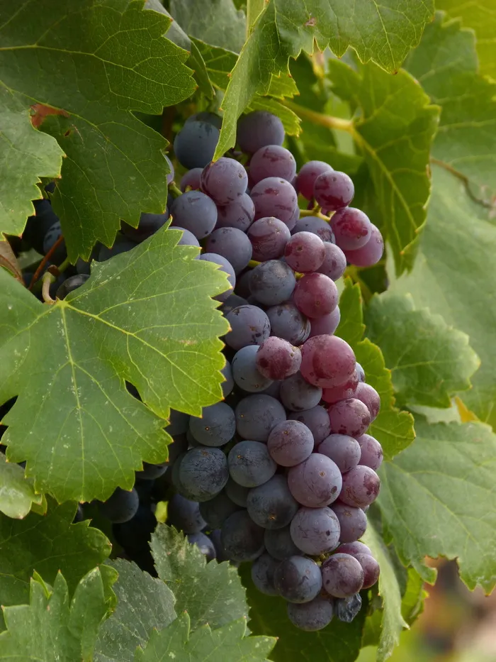 葡萄，簇，藤蔓，葡萄酒，priorat，品系，葡萄栽培，叶子