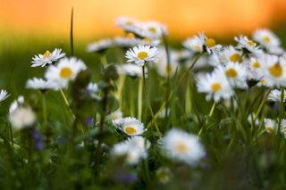 开花植物，花，植物，新鲜，自然之美，脆弱，生长，脆弱