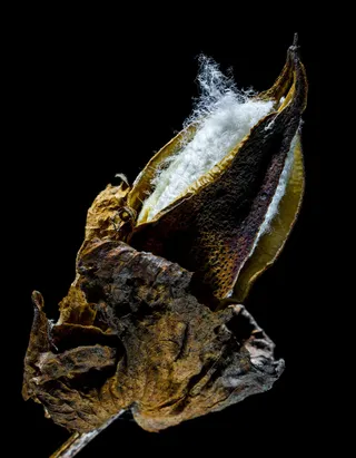 棉花胶囊，棉花，棉花灌木，植物，工作室拍摄，黑色背景，特写，没有人