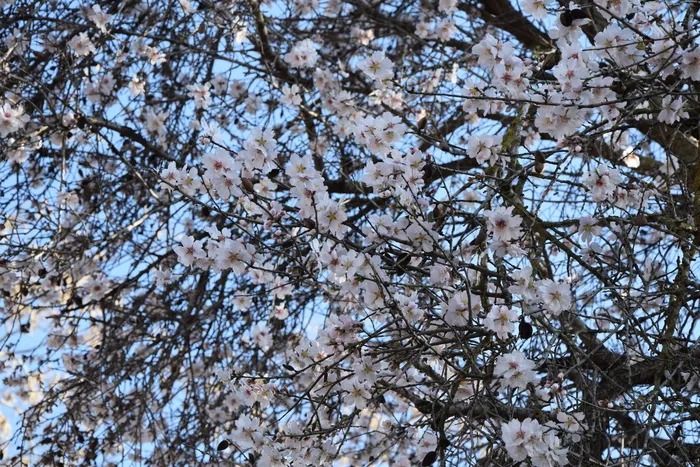 春天，檀香木，花，树，自然，植物，花朵，花园