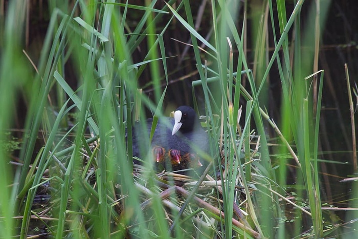 coot，ready，bird，丹麦，幼崽，天然，å，沼泽