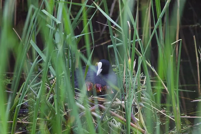 coot，ready，bird，丹麦，幼崽，天然，å，沼泽