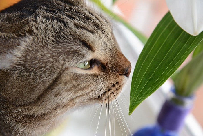 可爱，自然，动物，肖像，猫，家猫，猫，特写