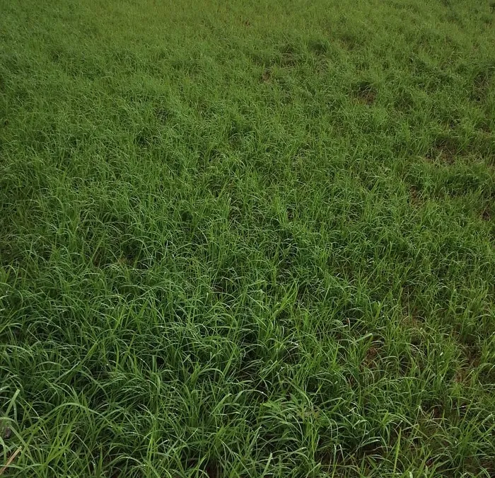 草，绿色，质地，自然，草地，草坪，户外，植物