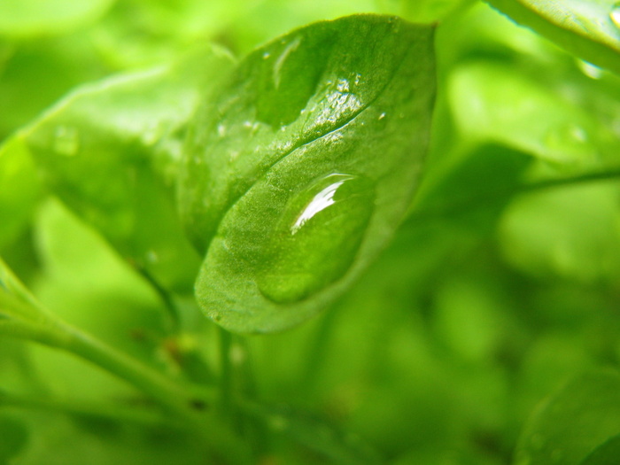 匈牙利，纳吉塔尔萨，草本植物，绿色，草，自然，花园，*