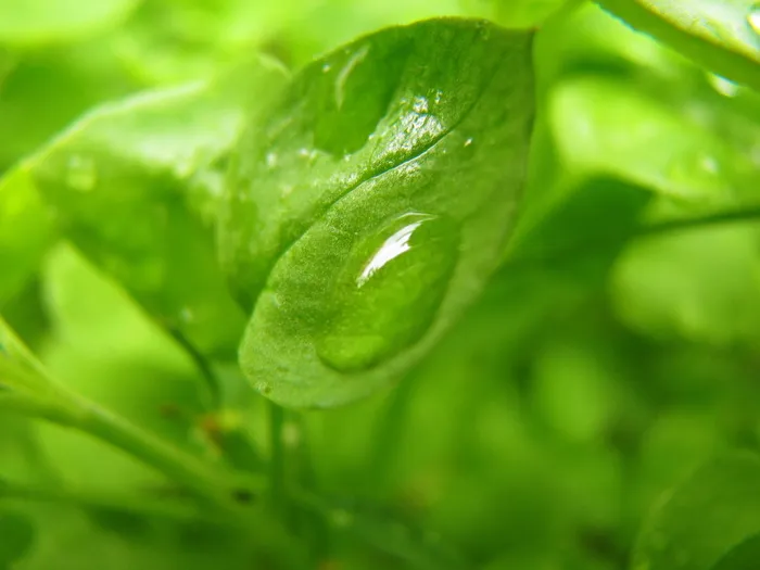 匈牙利，纳吉塔尔萨，草本植物，绿色，草，自然，花园，*