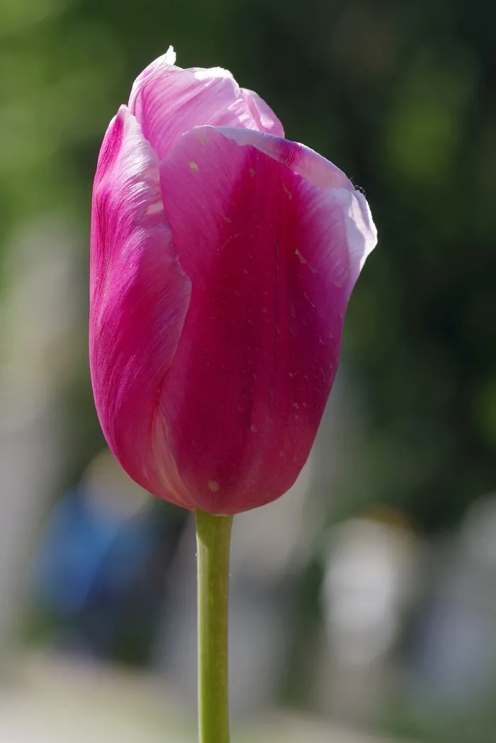 郁金香，罩杯，紫罗兰，花瓣，单瓣，花朵，头部，特写