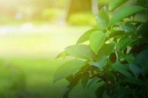 背景,绿色,叶子,叶子,春天,树,自然,光 背景,绿色,叶子,叶子,春天,树,自然,光
