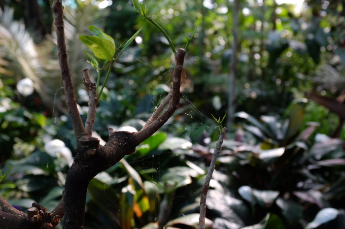 加拿大，多伦多，树叶，植物，生长，树木，聚焦前景，白天