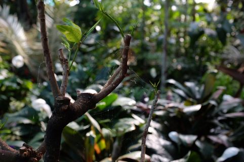 加拿大，多伦多，树叶，植物，生长，树木，聚焦前景，白天
