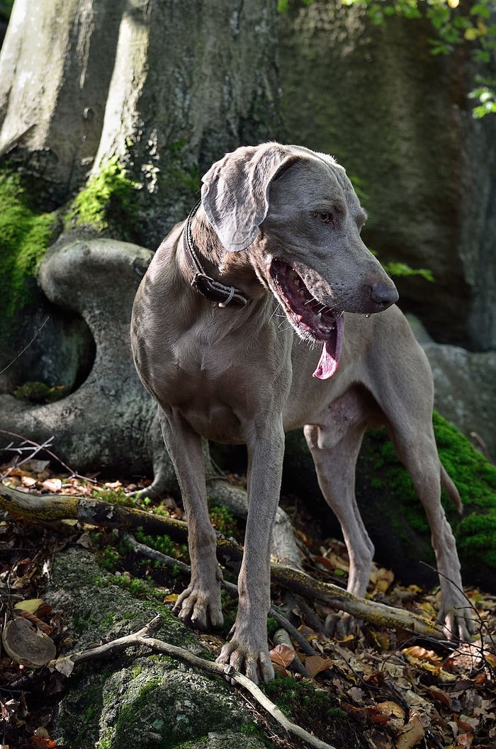Weimaranar，肖像，狗，狗，家养，哺乳动物，宠物，动物主题