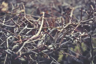 树枝，细枝，水滴，潮湿，植物，树木，关注前景，自然