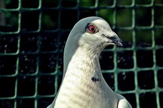 鸽子，邮政编码，白色，犬舍，鸟，羽毛，钢笔，自然