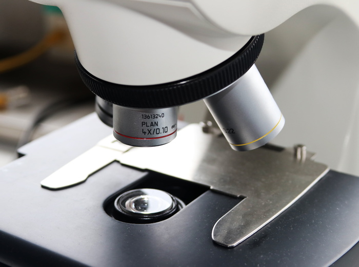 特写、照片、显微镜、增长、实验室、科学、研究、生物学