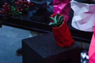 红色，花盆，植物，自然，展示，没有人，花，玫瑰