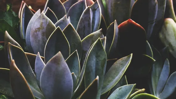 绿叶植物的浅聚焦摄影 绿叶植物的浅聚焦摄影