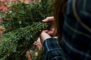 人，持有，绿色，叶子植物，自然，景观，叶子，人