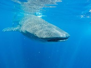 海洋，海洋，蓝色，水，鱼，水生，动物，水下