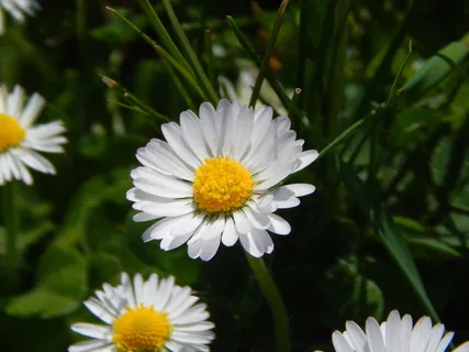 雏菊,花,关键词fotomontáž,自然花,白色,春天,自然,宏观 雏菊,花,关键词fotomontáž,自然花,白色,春天,自然,宏观