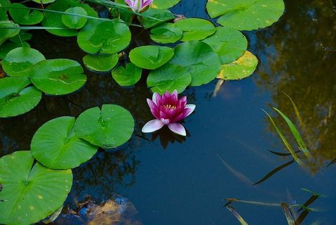 睡莲,水生植物,池塘,花朵,花朵,水,植物部分,湖泊 睡莲,水生植物,池塘,花朵,花朵,水,植物部分,湖泊