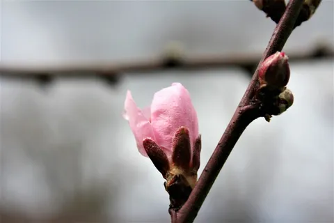 树枝,花,自然,户外,树,油桃,开花植物,植物 树枝,花,自然,户外,树,油桃,开花植物,植物