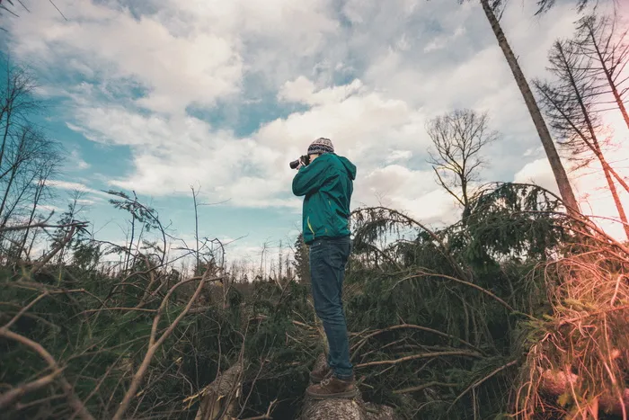 自然，森林，树木，树木，天空，云朵，阴天，古老的学校