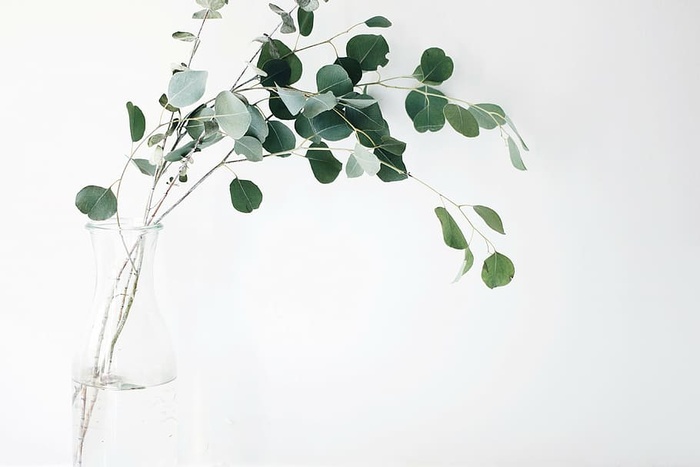 绿色，辣木植物，透明，玻璃花瓶，叶子，植物，白色，背景