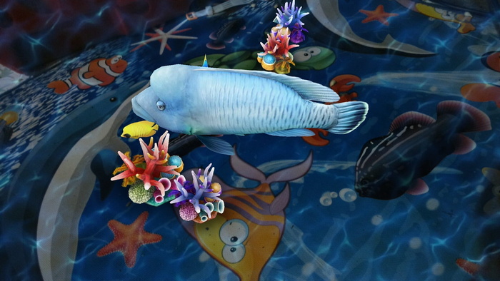 鱼、水、特价、海、动物、海洋生物、水下、动物主题
