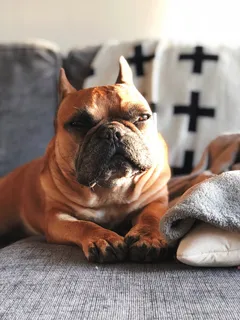 短毛棕色狗,宠物,动物,哺乳动物,狗,狗,斗牛犬,法国斗牛犬 短毛棕色狗,宠物,动物,哺乳动物,狗,狗,斗牛犬,法国斗牛犬