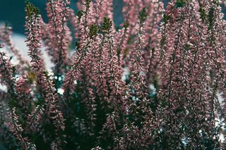 粉红色叶子的特写照片