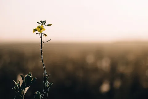 黄色,花,宏观拍摄,花瓣,插图,植物,自然,茎 黄色,花,宏观拍摄,花瓣,插图,植物,自然,茎