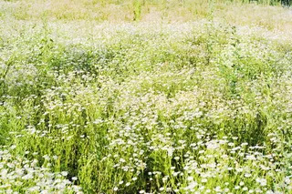 甘菊, 洋甘菊, 雏菊, 田野, 花, 草, 绿色, 草本