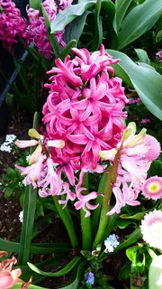 花,植物,花园,自然,花,花瓣,叶,实现 花,植物,花园,自然,花,花瓣,叶,实现