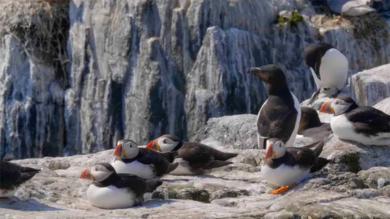 鸟类，野生动物，自然，海雀，野生动物，动物主题，动物，鸟类