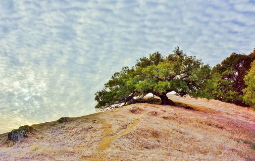 马林县，加利福尼亚州，马林县，加利福尼亚州，tamalpais 公园，天空，云，圣，弗朗西斯科