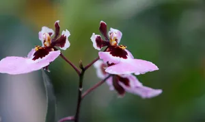 紫色和粉色飞蛾兰花特写照片