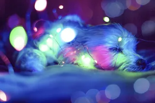 蓝色、绿色和粉色光散景