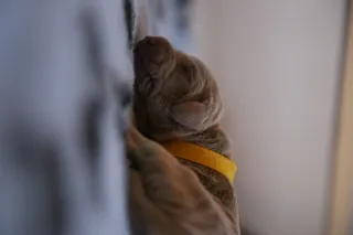 棕褐色小狗的选择性聚焦摄影