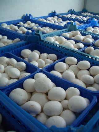 蘑菇，蘑菇，马克杯，盒子，蓝色，白色，食品和饮料，工业