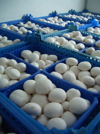 蘑菇，蘑菇，马克杯，盒子，蓝色，白色，食品和饮料，工业