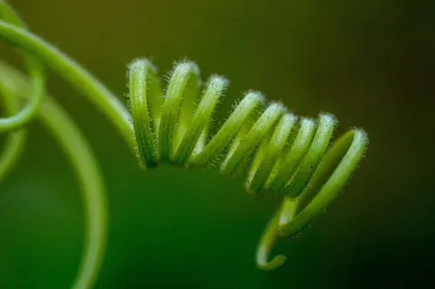 哇,自然,版权,绿色,特写,生长,植物,自然之美 哇,自然,版权,绿色,特写,生长,植物,自然之美