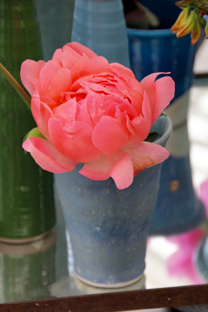 芍药, 牡丹, 开花, 粉红色, 五旬节 Rosengewächs, 灌木牡丹, 芍药科