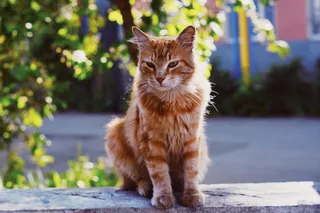 猫，动物，夏天，Vsco，街道，户外，光，散景