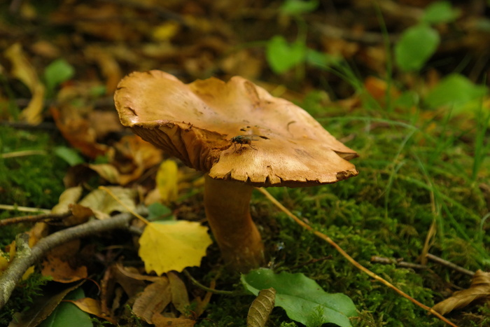 蘑菇、森林、苍蝇、棕色、秋天、桤木、红腹锦鸡、红腹锦鸡、红腹锦鸡