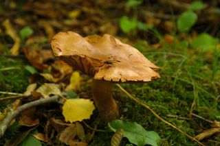 蘑菇、森林、苍蝇、棕色、秋天、桤木、红腹锦鸡、红腹锦鸡、红腹锦鸡