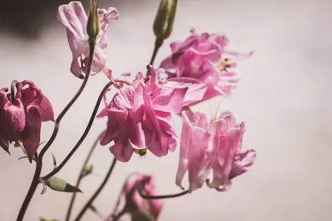 科伦拜恩,粉色,粉色科伦拜恩,花朵,粉色花朵,花朵,粉色花朵,自然 科伦拜恩,粉色,粉色科伦拜恩,花朵,粉色花朵,花朵,粉色花朵,自然