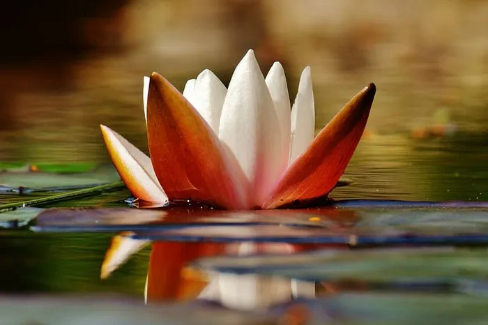 精选，聚焦照片，白色和棕色莲花，身体，水，白天，睡莲，花蕾