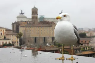 意大利，罗马，罗马广场，意大利，罗马，摄影，旅游，罗马广场