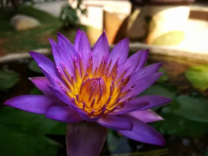 印度、班加罗尔、圣雄甘地路、花卉、花卉、莲花、水生植物、自然 印度、班加罗尔、圣雄甘地路、花卉、花卉、莲花、水生植物、自然